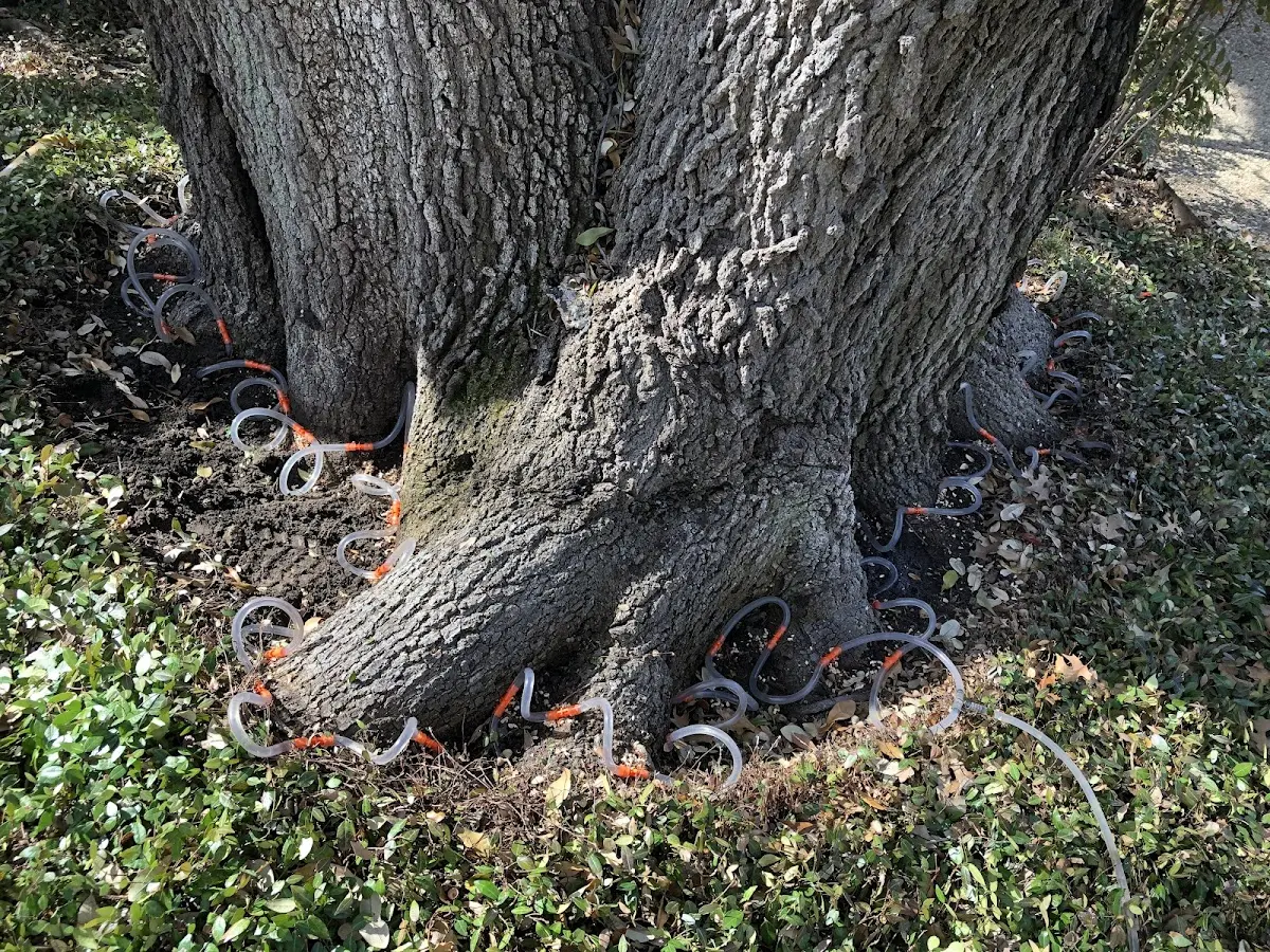 Detailed Tree Cabling and Bracing job site in Crosbyton