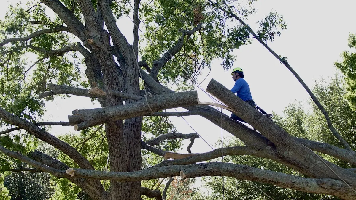 Professional Crown Thinning performed by certified arborists in Crosbyton